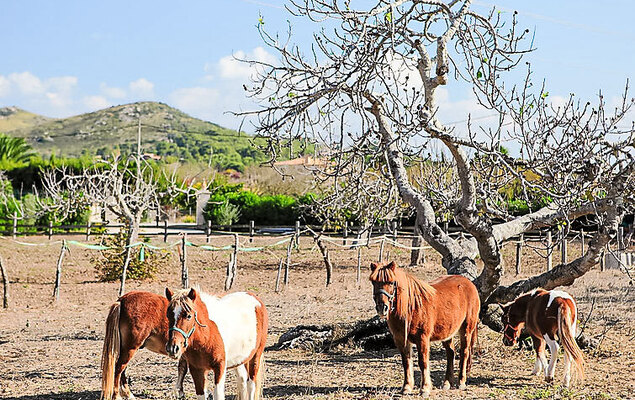 Ca Na Guerrera - Photo 29